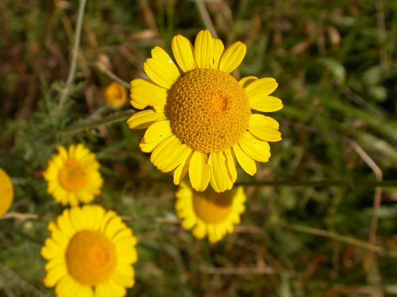 lungo la Val Trebbia